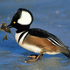 Illustration for article titled Wednesday Afternoon Open Thread - Hooded Merganser